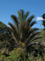 Raphia farinifera