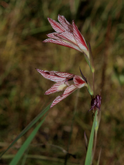 Gladiolus erectiflorus