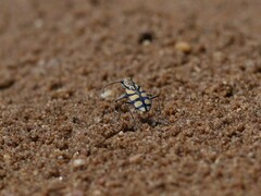 Chaetodera regalis