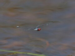 Pseudagrion sublacteum