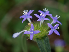 Spermacoce dibrachiata