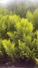 Platycladus orientalis