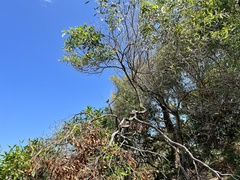 Phylidonyris niger