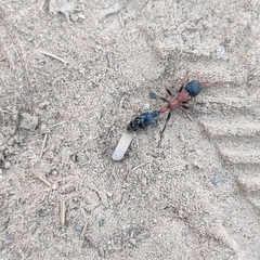 Tetraponera rufonigra