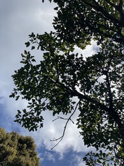 Heritiera trifoliolata