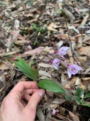 Dendrobium kingianum