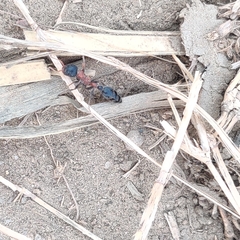 Tetraponera rufonigra