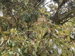 Heritiera trifoliolata