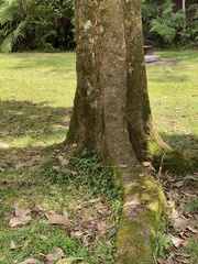 Heritiera trifoliolata