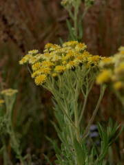 Nidorella welwitschii