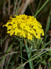 Gnidia chrysantha
