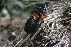 Pycnogaster