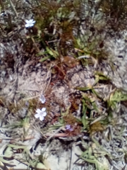 Limonium anthericoides