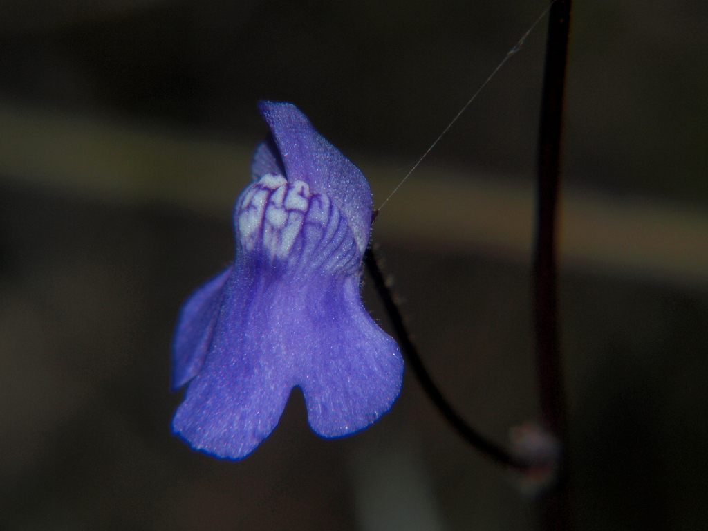 Genlisea africana Oliv. 4
