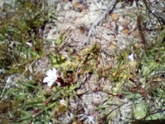 Limonium anthericoides