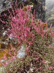 Bistorta vacciniifolia