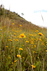 Anisopappus chinensis