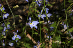 Lobelia trullifolia