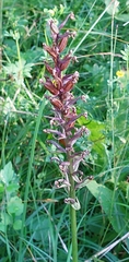 Dactylorhiza fuchsii