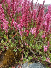 Bistorta vacciniifolia