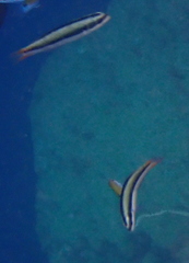 Thalassoma amblycephalus