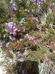 Limonium scabrum