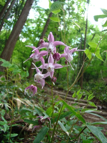 Epimedium grandiflorum iNat (1)