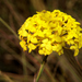 Gnidia chrysantha - Photo 由 william van Niekerk 所上傳的 (c) william van Niekerk，保留部份權利CC BY-NC