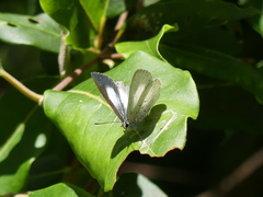 Eirmocides absimilis