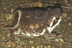 Breviceps adspersus