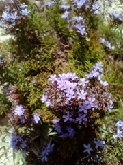 Limonium scabrum