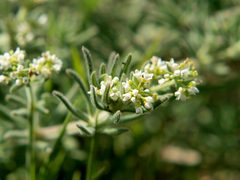Galium scioanum