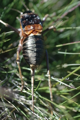 Pycnogaster