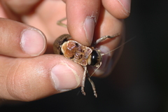 Pycnogaster