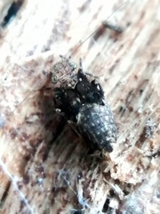 Pteroxanium kelloggi