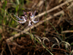 Ocimum decumbens