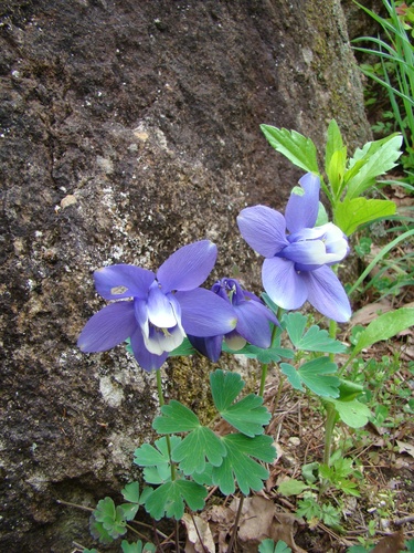Fan Columbine (Aquilegia flabellata)