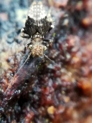 Pteroxanium kelloggi