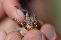 Pycnogaster