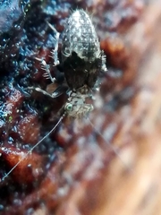 Pteroxanium kelloggi