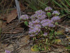Faroa salutaris