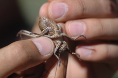 Pycnogaster