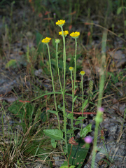 Anisopappus chinensis