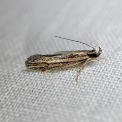 Leptosaces schistopa