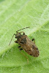 Peritrechus gracilicornis