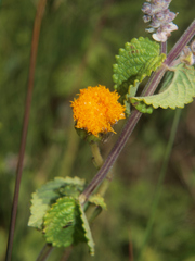 Crassocephalum picridifolium