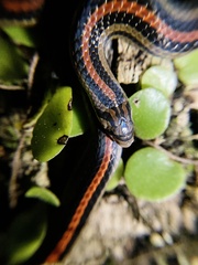 Oligodon octolineatus