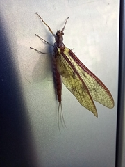 Ichthybotus hudsoni