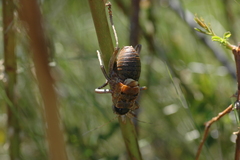 Pycnogaster