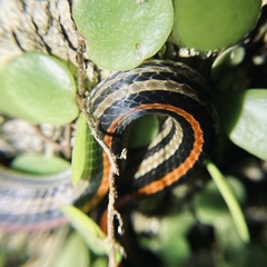 Oligodon octolineatus